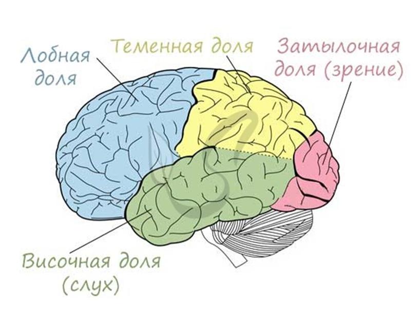 Нервная система