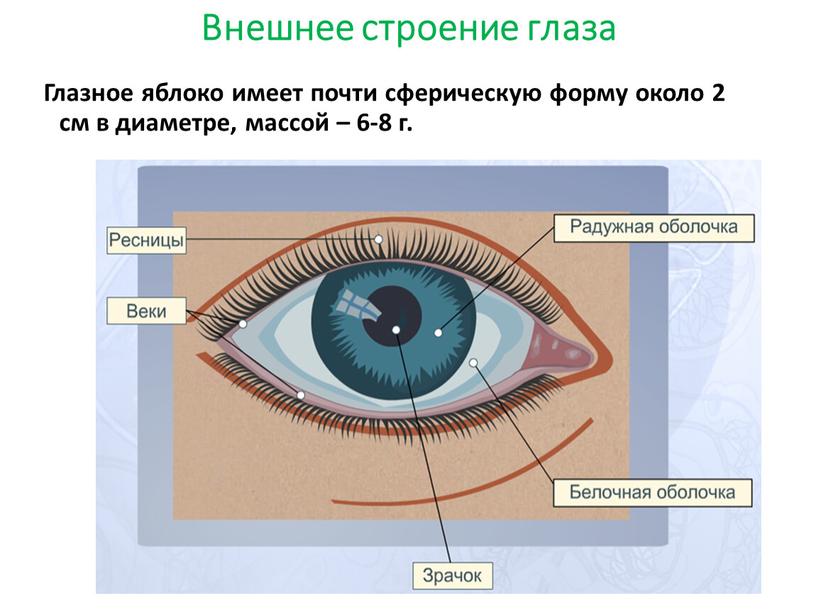 Внешнее строение глаза Глазное яблоко имеет почти сферическую форму около 2 см в диаметре, массой – 6-8 г