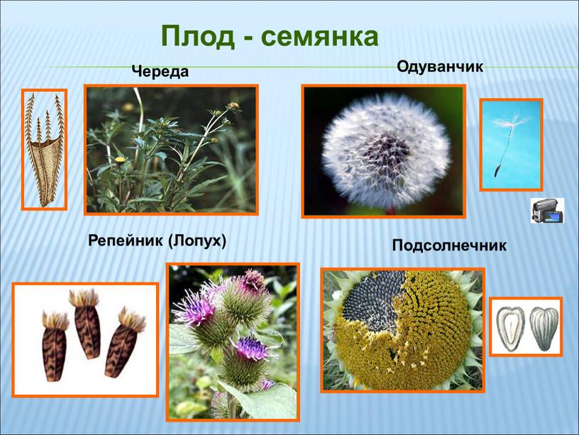 Плод - семянка Одуванчик Подсолнечник