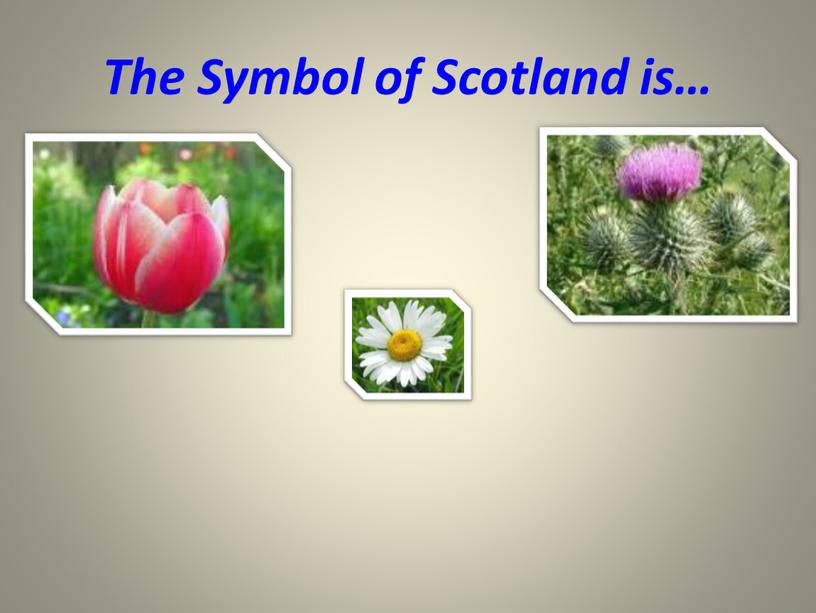 The Symbol of Scotland is…