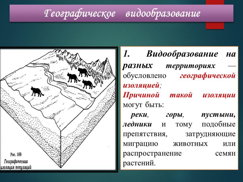 Географическое видообразование 1