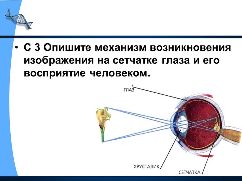 С 3 Опишите механизм возникновения изображения на сетчатке глаза и его восприятие человеком