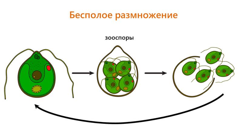 Бесполое размножение зооспоры