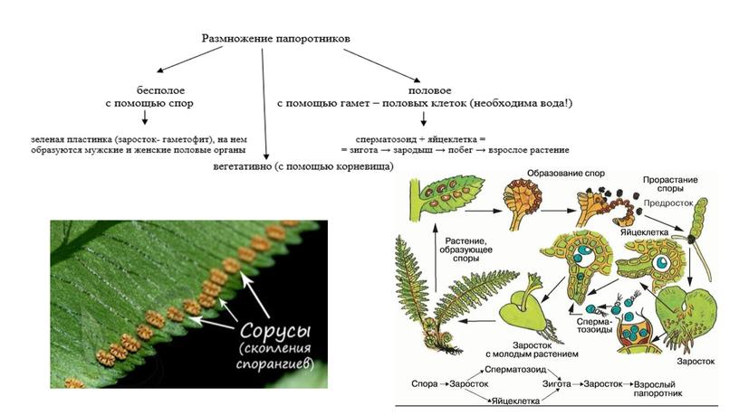 Презентация к уроку по теме "Высшие споровые растения. Папоротники. Хвощи. Плауны"