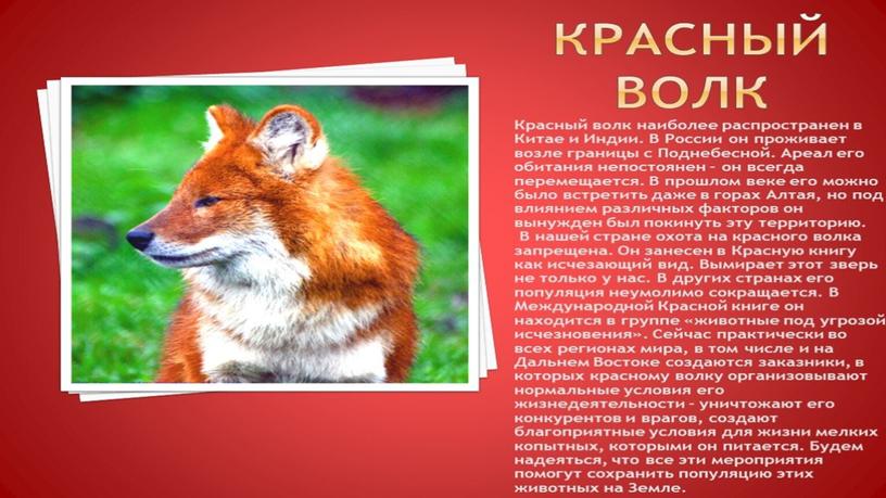 Животные красной книги России