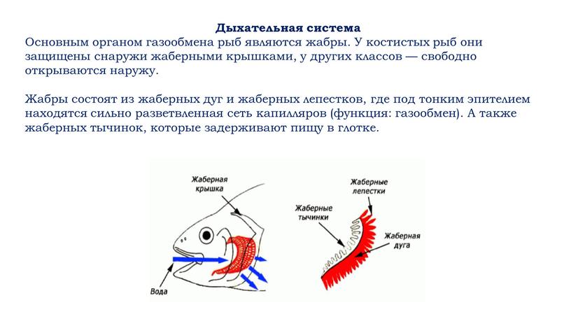 Дыхательная система Основным органом газообмена рыб являются жабры