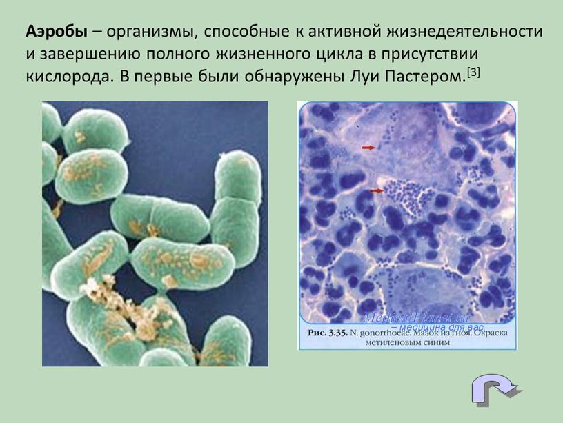 Аэробы – организмы, способные к активной жизнедеятельности и завершению полного жизненного цикла в присутствии кислорода