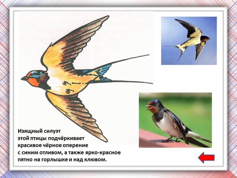 Изящный силуэт этой птицы подчёркивает красивое чёрное оперение с синим отливом, а также ярко-красное пятно на горлышке и над клювом