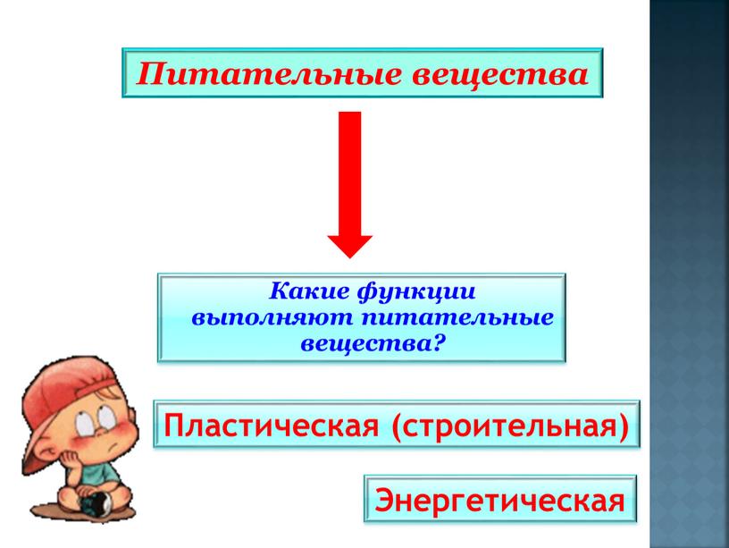 Питательные вещества Какие функции выполняют питательные вещества?