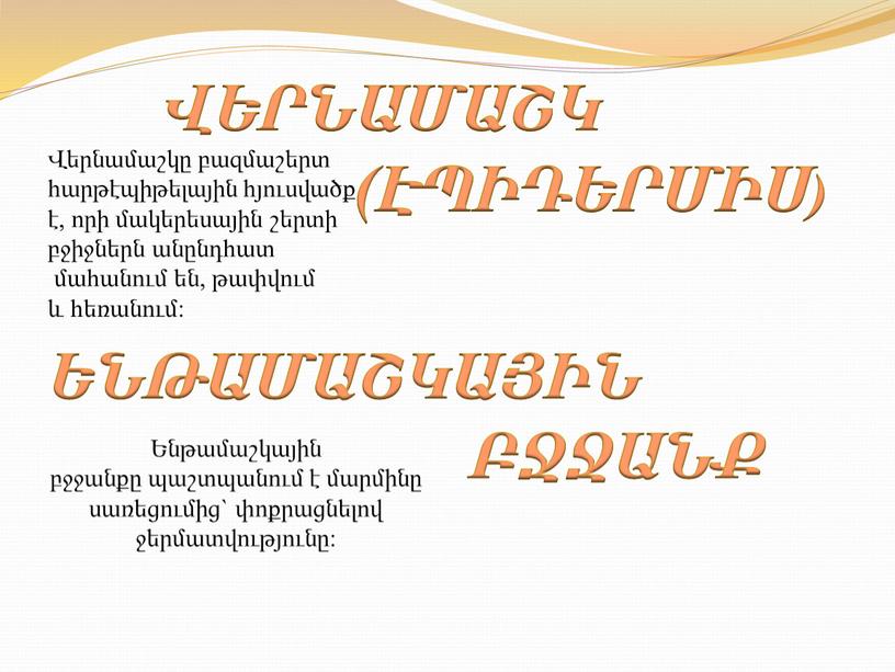 Վերնամաշկը բազմաշերտ հարթէպիթելային հյուսվածք է, որի մակերեսային շերտի բջիջներն անընդհատ մահանում են, թափվում և հեռանում: ՎԵՐՆԱՄԱՇԿ (ԷՊԻԴԵՐՄԻՍ) ԵՆԹԱՄԱՇԿԱՅԻՆ ԲՋՋԱՆՔ Ենթամաշկային բջջանքը պաշտպանում է մարմինը սառեցումից`…