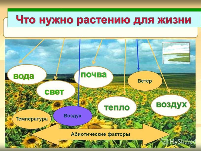 Презентация "Влияние факторов среды на растения"