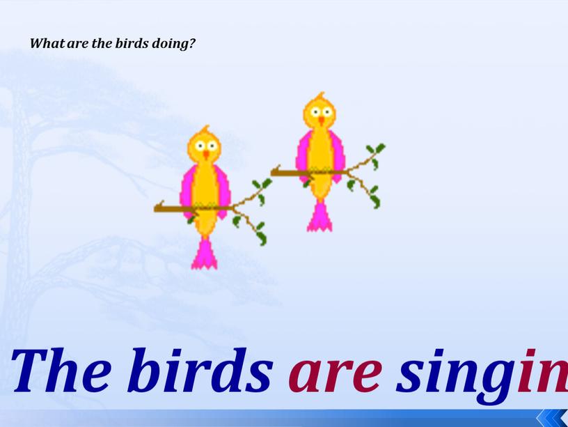 What are the birds doing? The birds are singing