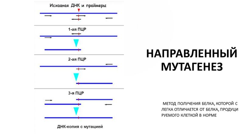 Направленный мутагенез Метод получения белка, которой слегка отличается от белка, продуцируемого клеткой в норме