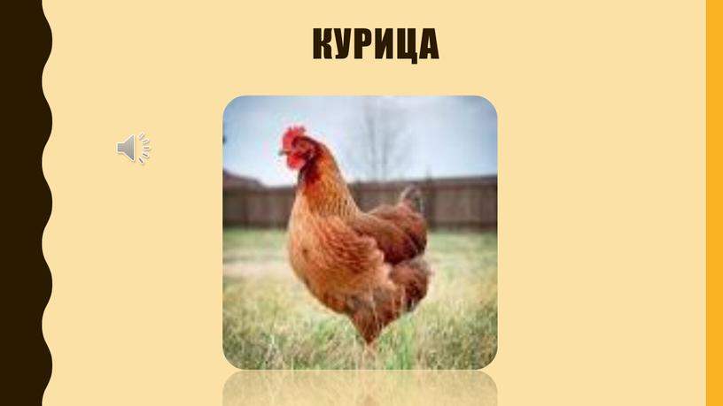 курица