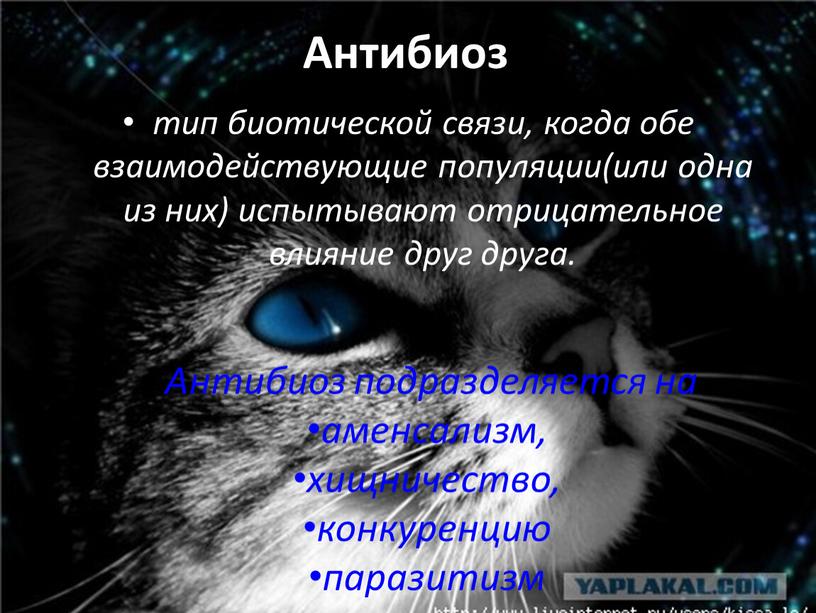 Антибиоз тип биотической связи, когда обе взаимодействующие популяции(или одна из них) испытывают отрицательное влияние друг друга