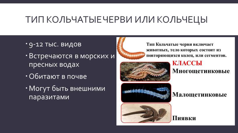 Тип кольчатые черви или Кольчецы 9-12 тыс