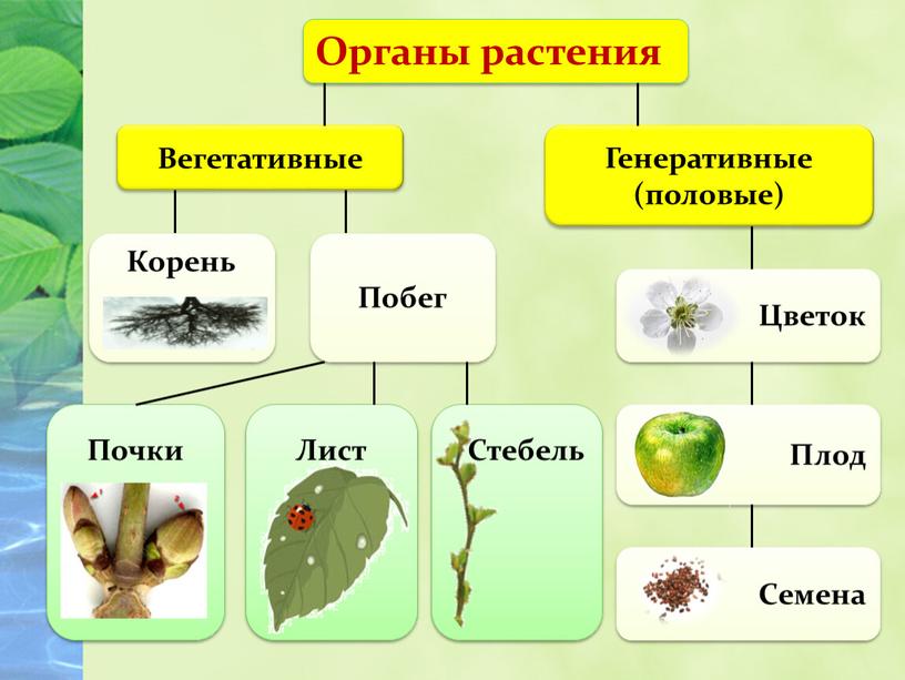 Органы растения Вегетативные Генеративные (половые)