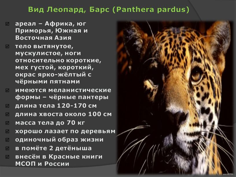 Вид Леопард, Барс (Panthera pardus) ареал –
