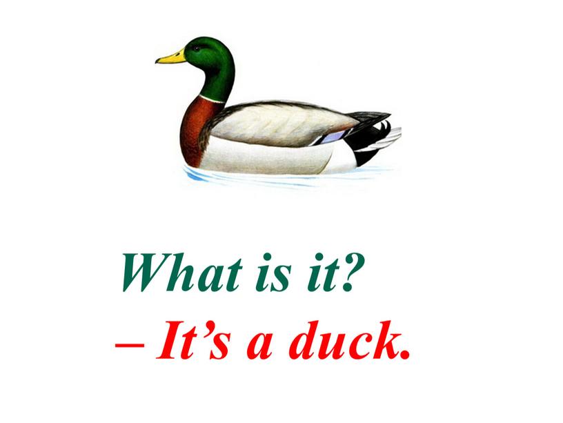 What is it? – It’s a duck.