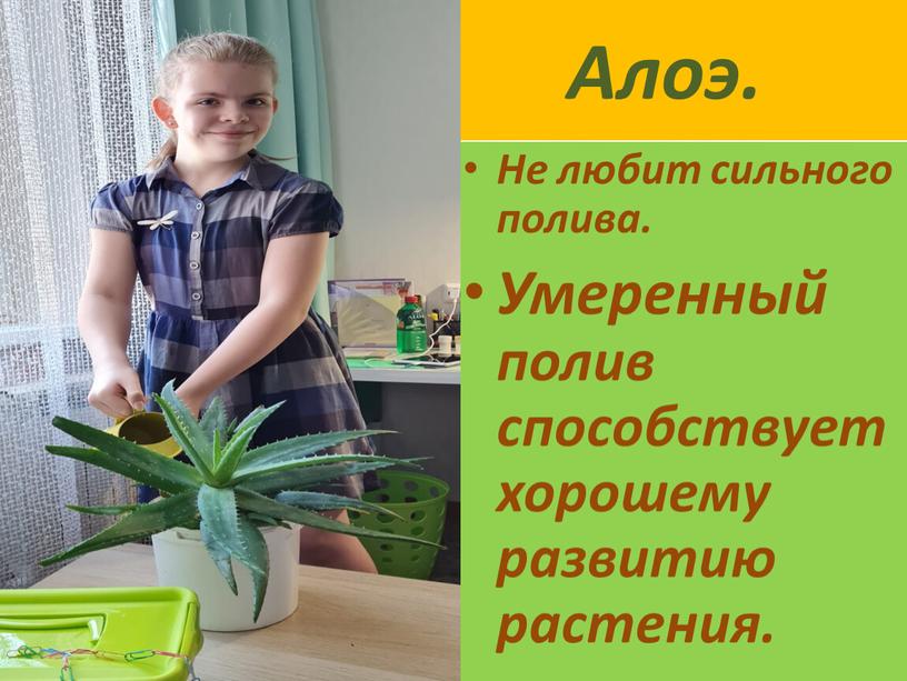 Алоэ. Не любит сильного полива