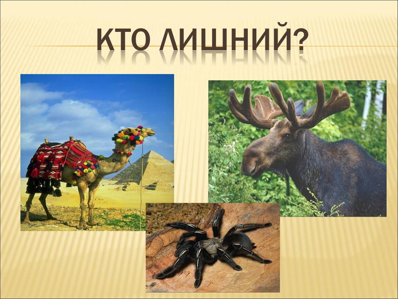 Кто лишний?