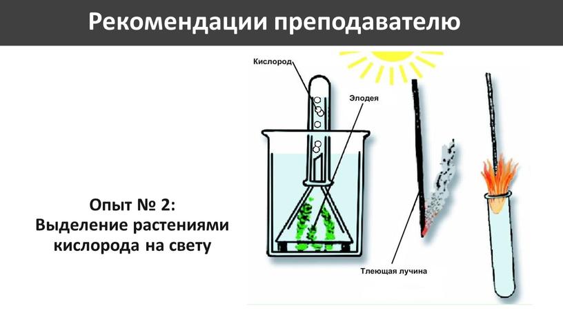 Опыт № 2: Выделение растениями кислорода на свету