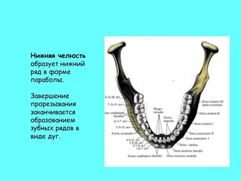 Нижняя челюсть образует нижний ряд в форме параболы