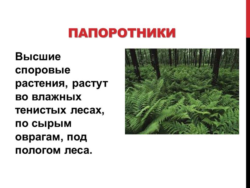 Высшие споровые растения, растут во влажных тенистых лесах, по сырым оврагам, под пологом леса