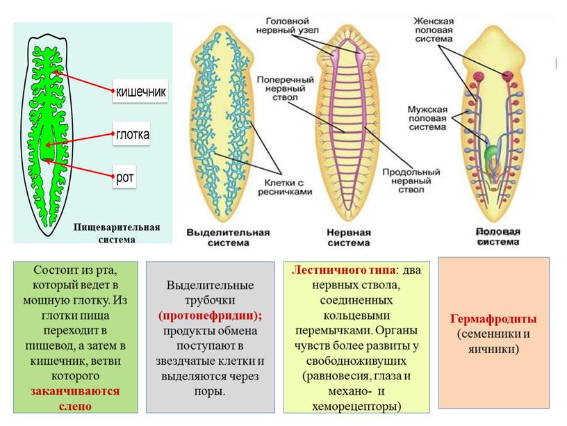 Состоит из рта, который ведет в мощную глотку