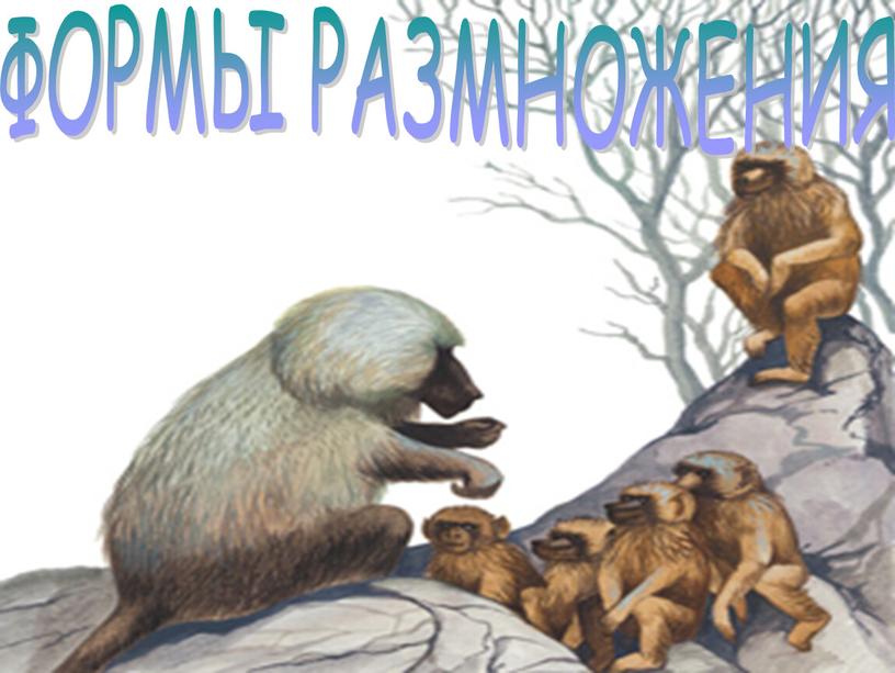 ФОРМЫ РАЗМНОЖЕНИЯ