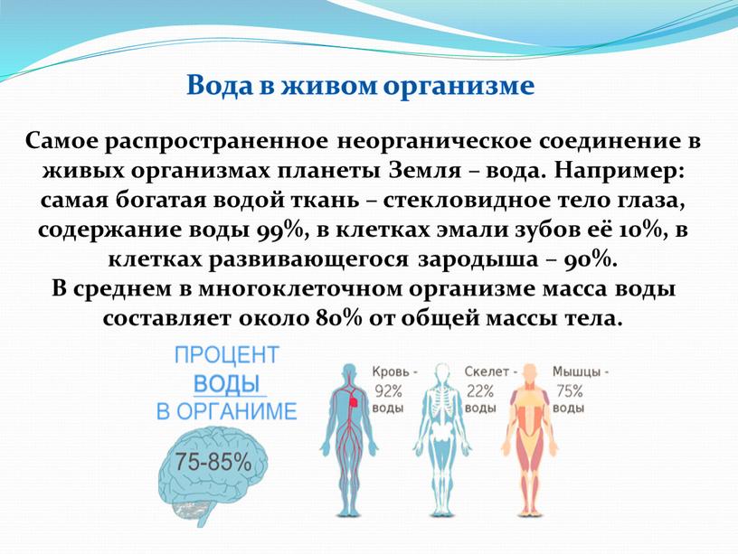 Вода в живом организме Самое распространенное неорганическое соединение в живых организмах планеты