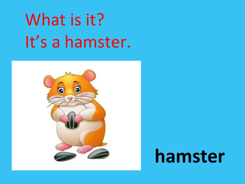 hamster What is it? It’s a hamster.