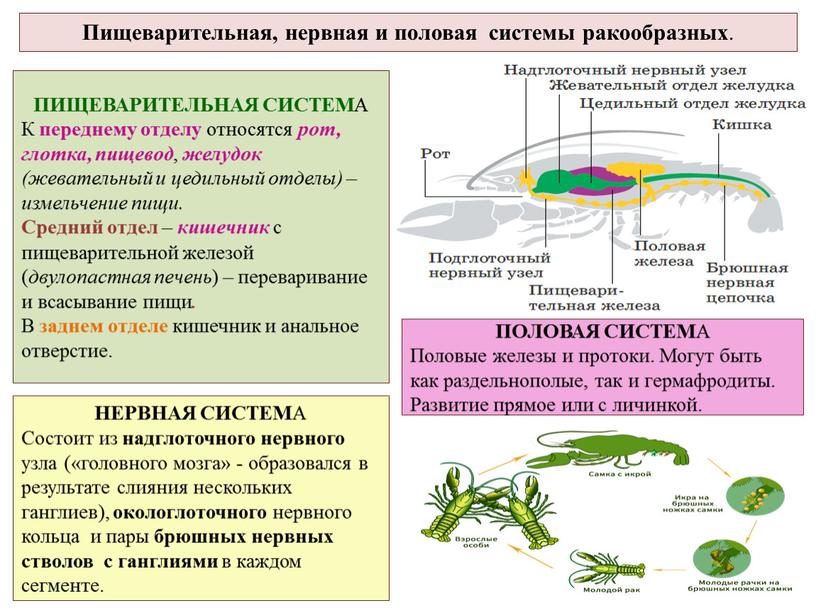 Пищеварительная, нервная и половая системы ракообразных