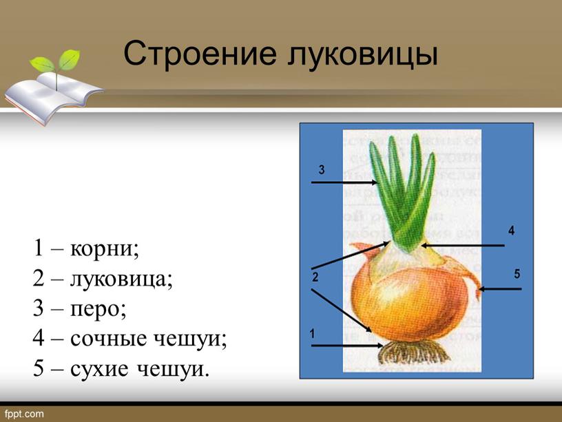 Строение луковицы 1 – корни; 2 – луковица; 3 – перо; 4 – сочные чешуи; 5 – сухие чешуи