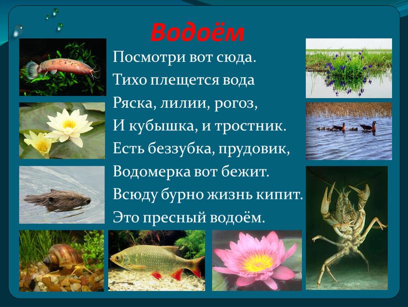 Водоём Посмотри вот сюда. Тихо плещется вода