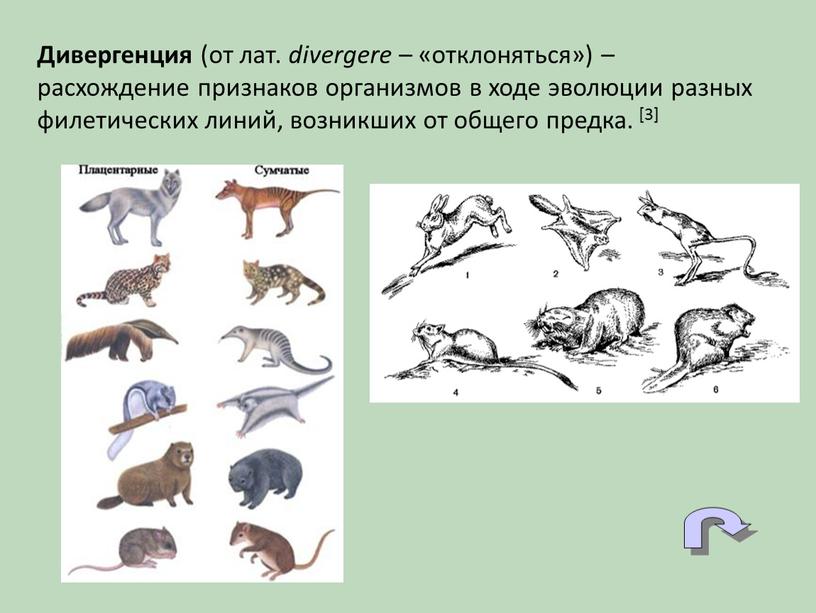 Дивергенция (от лат. divergere – «отклоняться») – расхождение признаков организмов в ходе эволюции разных филетических линий, возникших от общего предка