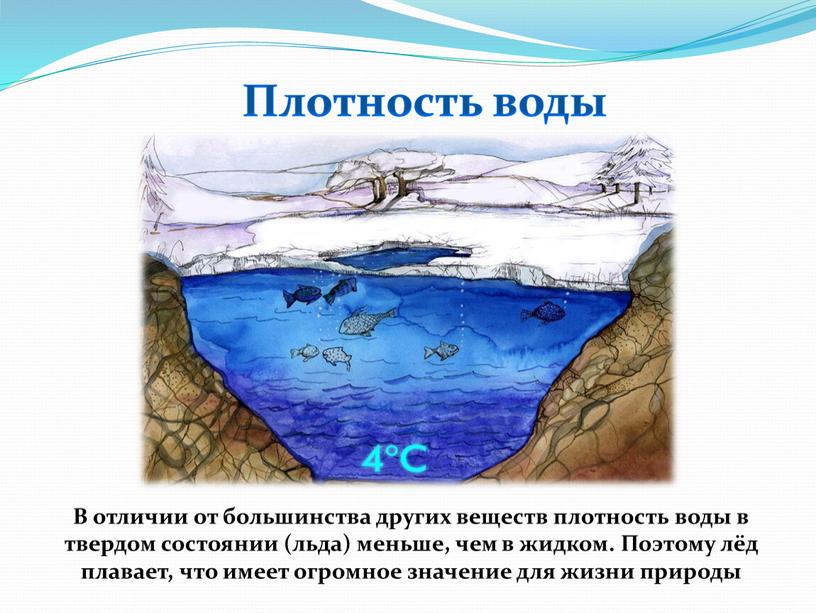 Плотность воды В отличии от большинства других веществ плотность воды в твердом состоянии (льда) меньше, чем в жидком