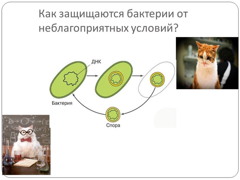 Как защищаются бактерии от неблагоприятных условий?