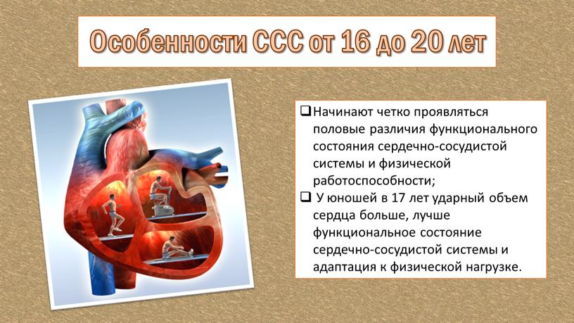 Особенности ССС от 16 до 20 лет