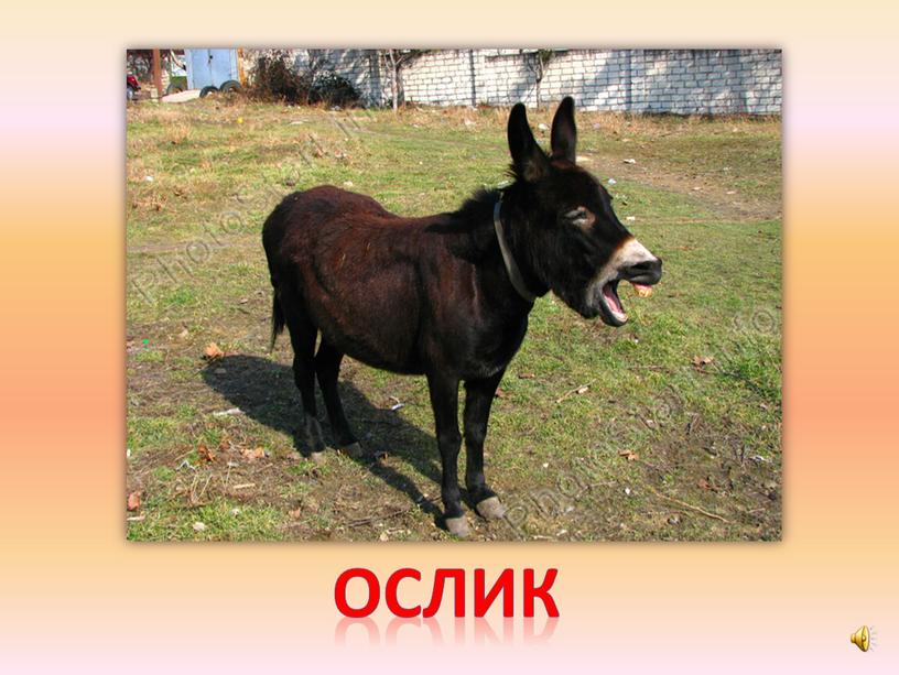 ослик