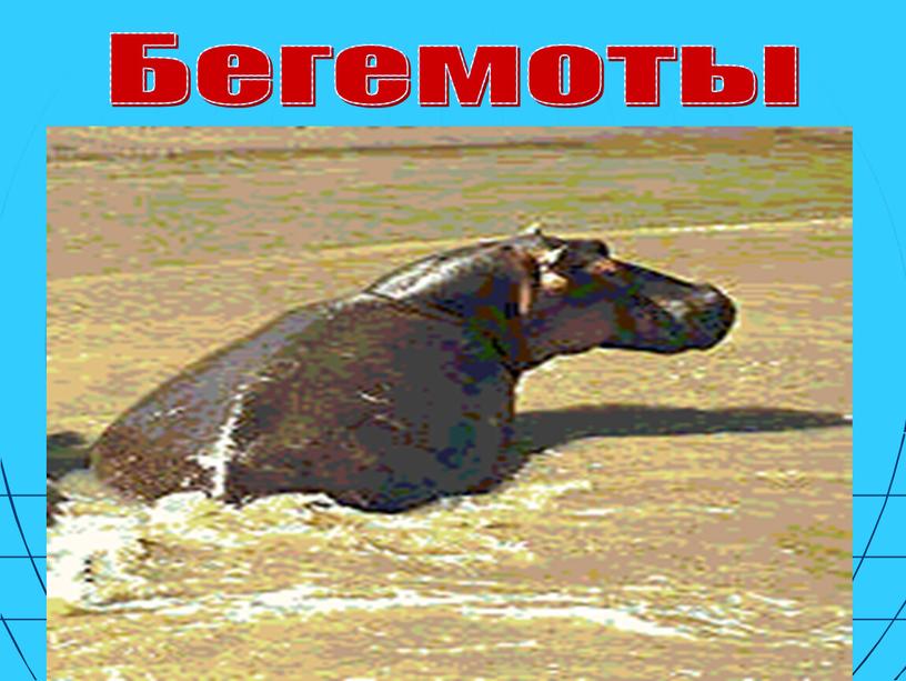 Бегемоты