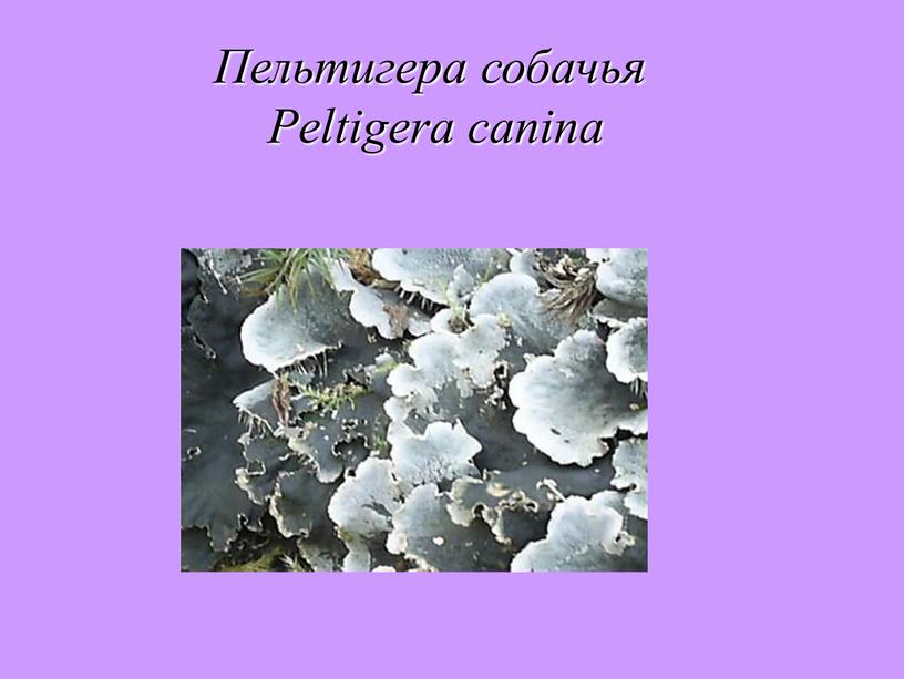 Пельтигера собачья Peltigera canina