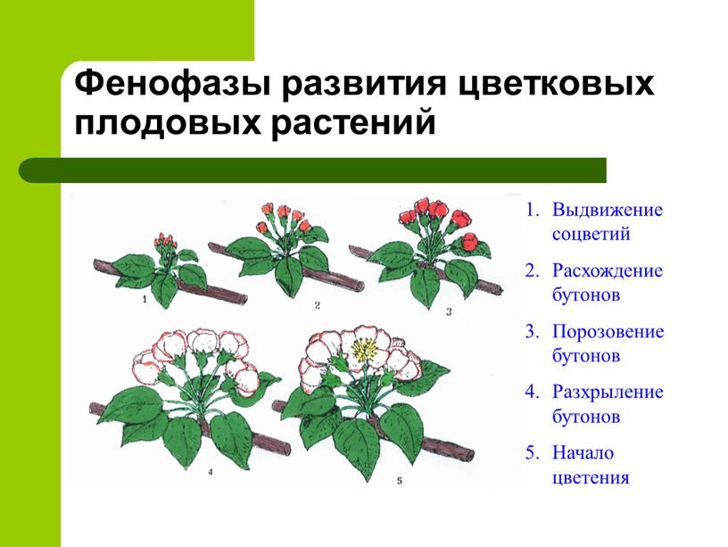 Фенофазы развития цветковых плодовых растений