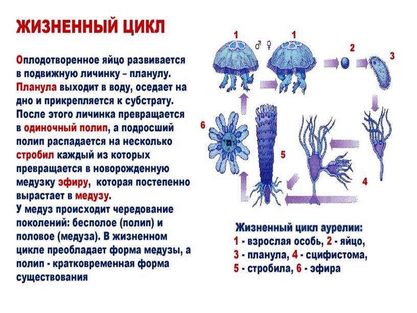 Беспозвоночные животные. Подготовка к ГИА