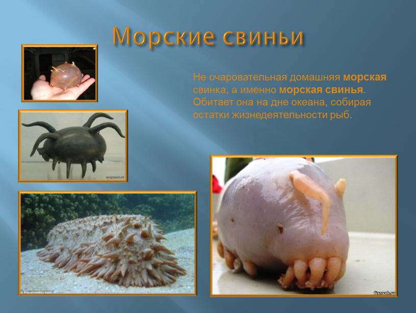 Морские свиньи Не очаровательная домашняя морская свинка, а именно морская свинья