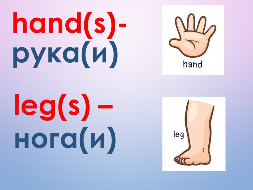 hand(s)- рука(и) leg(s) – нога(и)