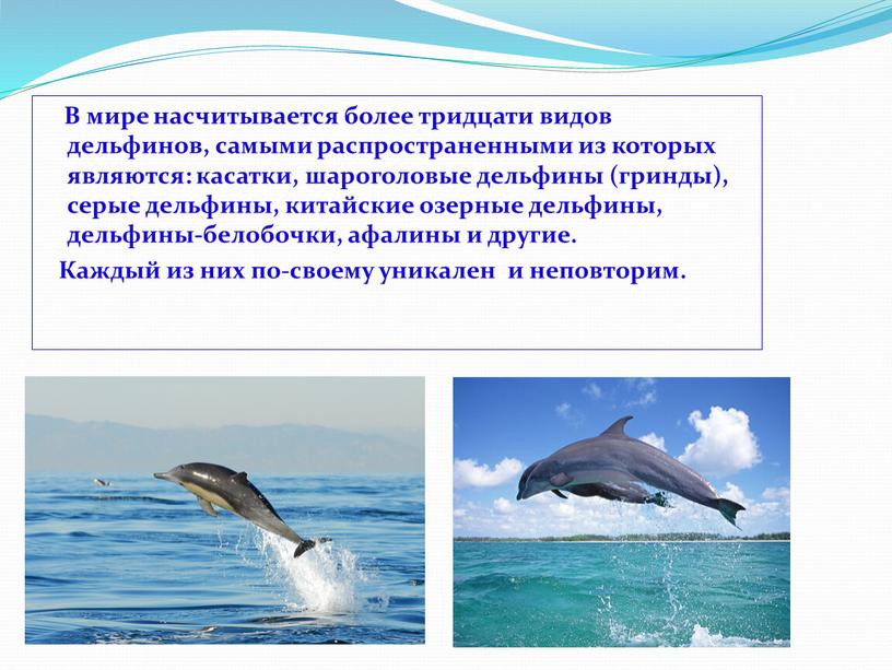 В мире насчитывается более тридцати видов дельфинов, самыми распространенными из которых являются: касатки, шароголовые дельфины (гринды), серые дельфины, китайские озерные дельфины, дельфины-белобочки, афалины и другие