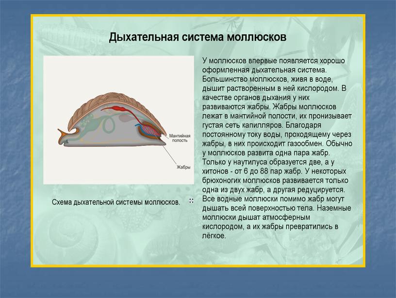 Презентация к уроку "Органы дыхания и газообмен"