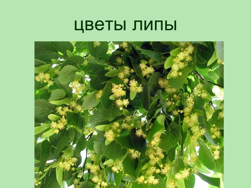 цветы липы