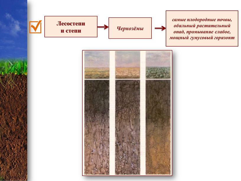 Лесостепи и степи Чернозёмы самые плодородные почвы, обильный растительный опад, промывание слабое, мощный гумусовый горизонт